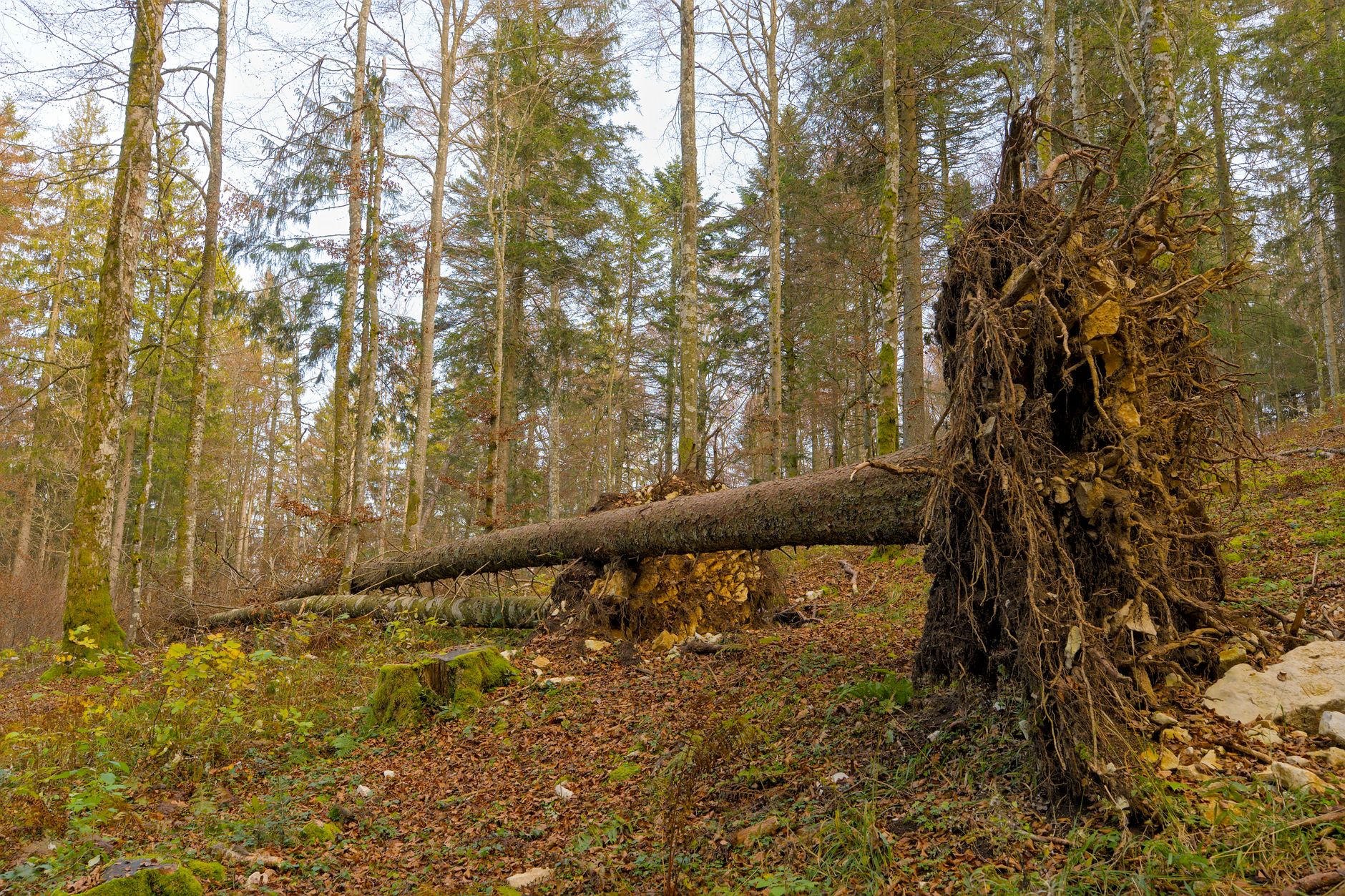 Enlèvement arbre urgence à Drancy